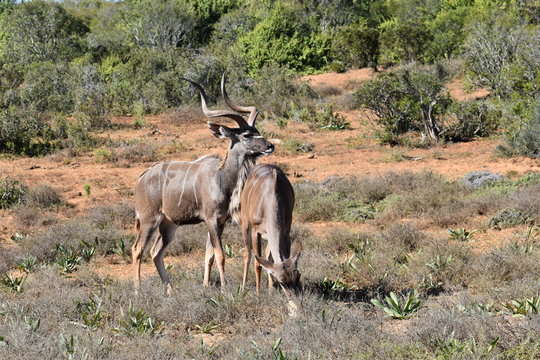 Closeup of two Kudus on a meadow in Addo Elephant Park in Colchester, South Africa