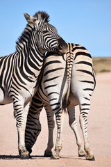  Two beautiful zebras on a street in South Africa