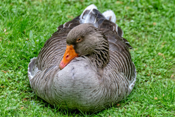 Duck is sitting in the meadow