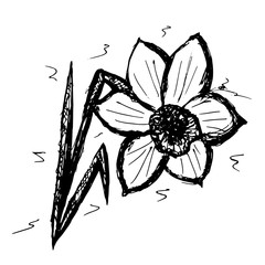 Sketch vector graphics with floral pattern for design. Flower narcissus natural design.