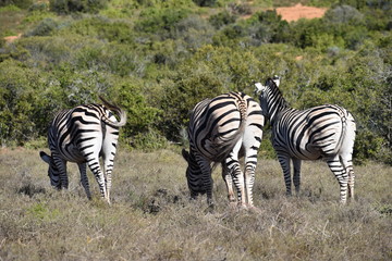 Three beautiful zebras on a meadow in South Africa