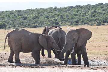 Obraz premium Closeup of an elephant family standing on a waterhole in Addo Elephant Park in Colchester, South Africa