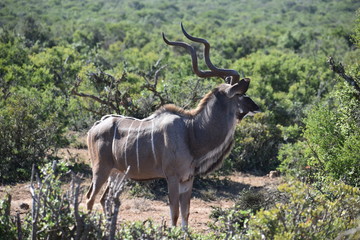 Naklejka na ściany i meble Closeup of a Kudu in Addo Elephant Park in Colchester, South Africa