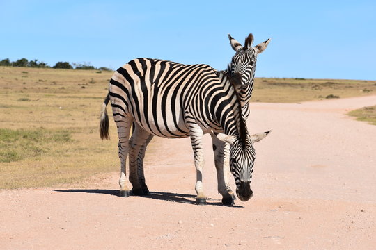  Two beautiful zebras on a street in South Africa