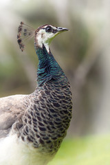 Pfau