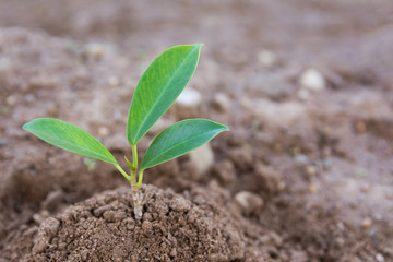 Young green plant growing in soil background. copy space