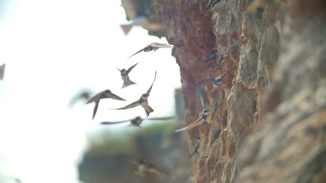 Flock of birds flying over the sea near the cliff in sunny day