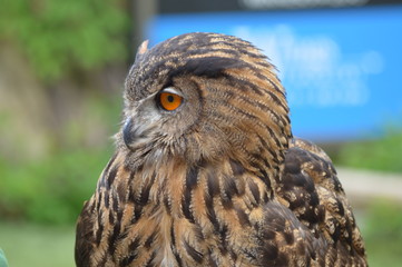 Eurasian eagle owl