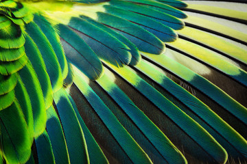 Close-up of a wing of a budgerigar