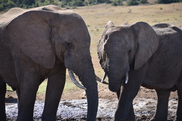 Obraz premium Closeup of an elephant couple in Addo Elephant Park in Colchester, South Africa