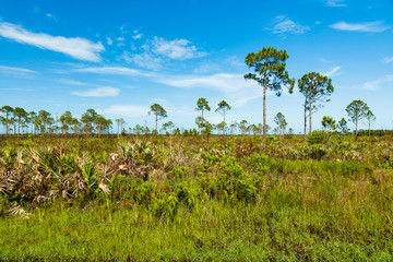 Fototapeta na wymiar Florida Nature Preserve