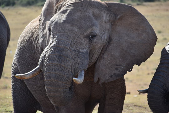 Portrait of a beautiful grey big elephant in Addo Elephant Park in Colchester, South Africa