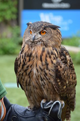 Eurasian eagle owl