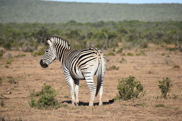 A beautiful zebra on a meadow in Addo Elephant Park in Colchester, South Africa