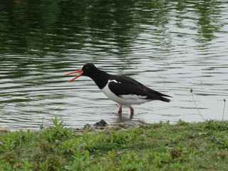 Oystercatcher (Haematopus ostralegus)