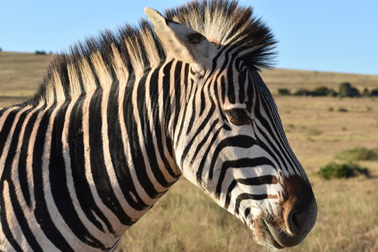 Portrait of a zebra in Addo Elephant Park in Colchester, South Africa
