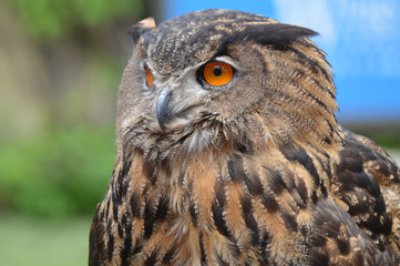 Eurasian eagle owl