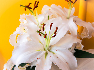 Fototapeta na wymiar Bright white lilies