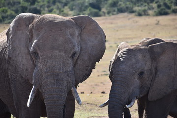 Closeup of an elephant couple in Addo Elephant Park in Colchester, South Africa