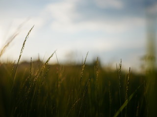 A sunset in the middle of the field