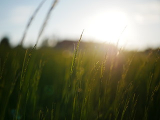 Agricultire seen from the field 