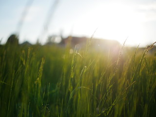 Agriculture and sunset