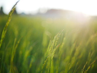 Field with light rays