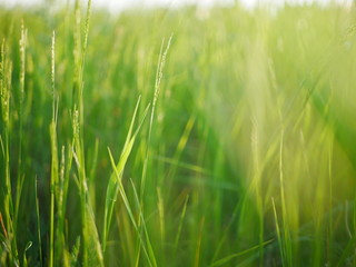 Closeup on grass with blurry background with lightrays