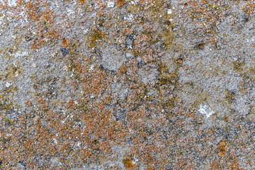 Close-up of stone covered by lichen