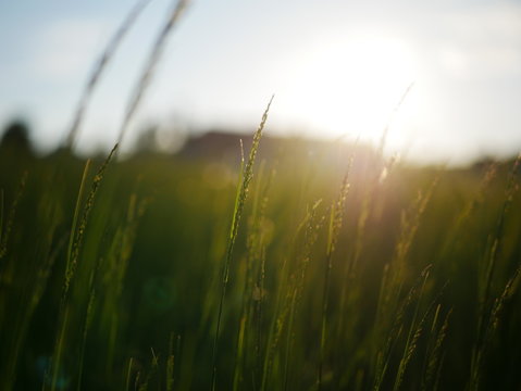 Agricultire seen from the field 