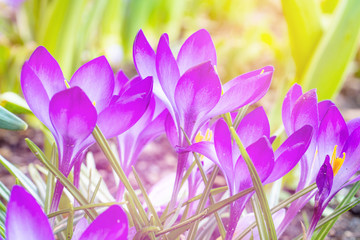 Spring crocuses flowers. Spring border with free space.