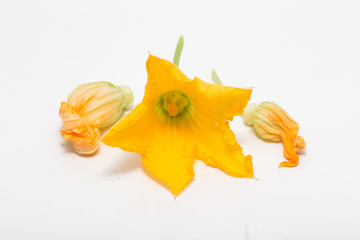 yellow summer squash blossoms