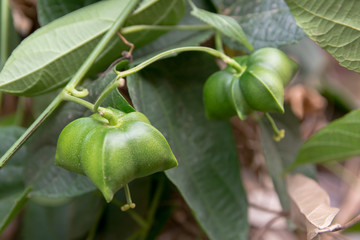 unripe green sacha inchi hanging from a sacha inchi tree