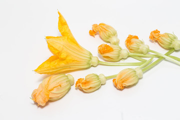 yellow summer squash blossoms