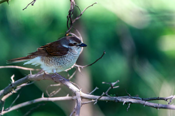 Red-backed Shrike or Lanius collurio on branch