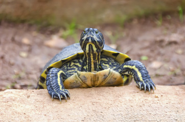Fototapeta premium Schildkröte