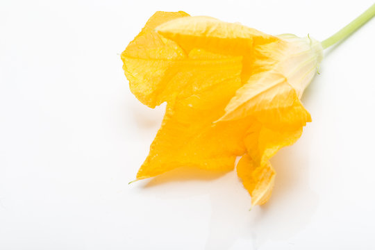 Yellow Summer Squash Blossoms