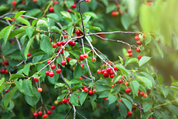 Cherry tree with berries