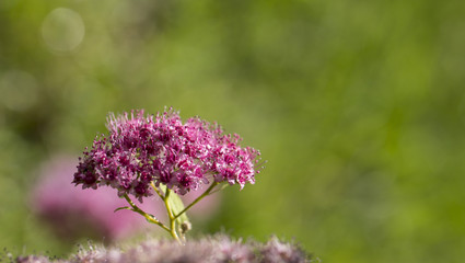 The flower of the red spiraea, the ornamental shrub used in landscape design, is well suited for decorating haircut