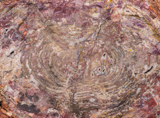 colorful petrified wood cross section surface details