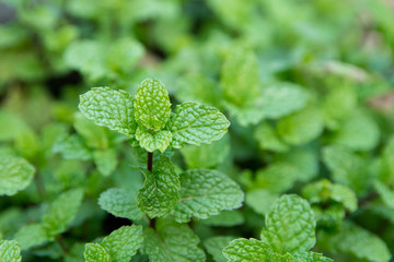 Green peppermint leaves background. fresh peppermint growing in the garden