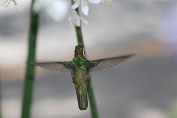 colibri © roselosfoto