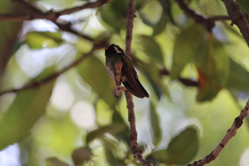 colibri © roselosfoto