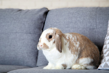 Beautiful rabbit on grey sofa