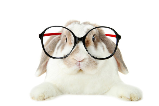 Beautiful rabbit with glasses on white background