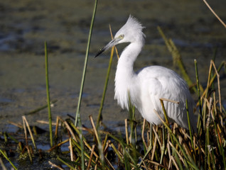 The Juvenile Blue Heron / The Juvenile Little Blue Heron in the Florida  Everglades 