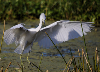The Juvenile Blue Heron / The Juvenile Little Blue Heron in the Florida  Everglades 