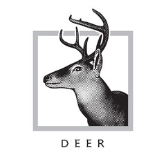 Deer head - black drawing isolated on white background.
Vector illustration of stags deer head in vintage style, graphic engraving design element for logo, pattern portrait of cute animal. 
