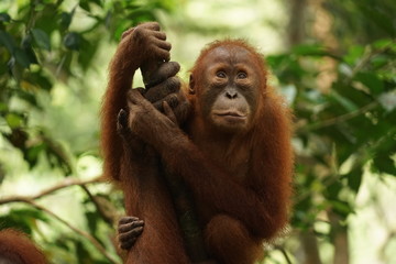 Junger Orang Utan im Dschungel von Nordsumatra
