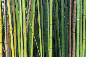 Bamboo in different shades of green and brown growing naturally in different angles instead of parallel lines.